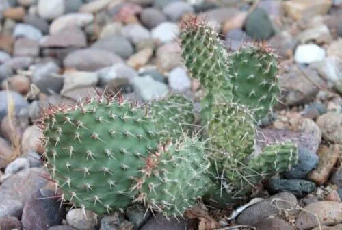 Cactus in rocks