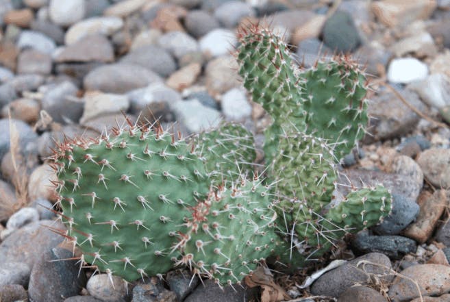 Do Droughts Affect Property Value? - AceableAgent