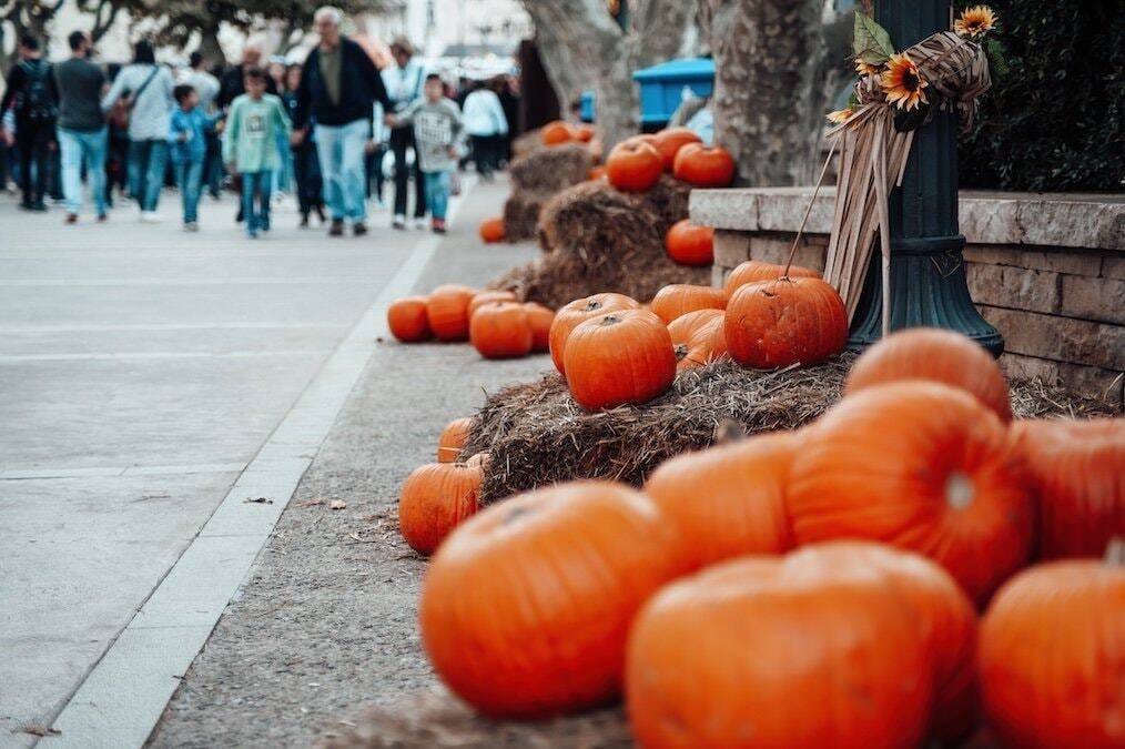 Should You Learn to Drive Over Thanksgiving Break?