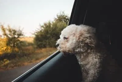 Dog Looking out Window