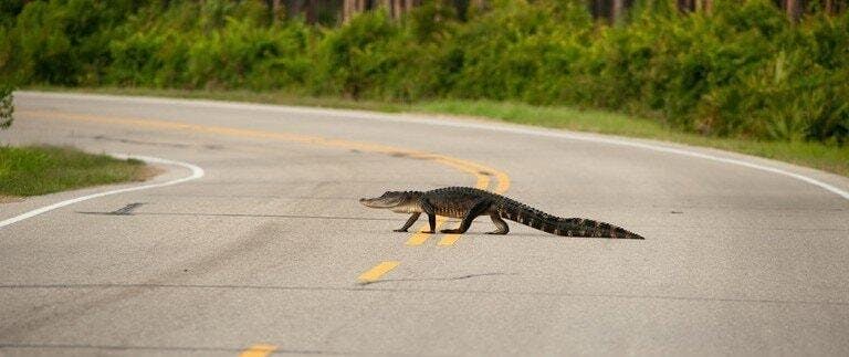 5 Tips for Driving through Florida's Alligator Alley