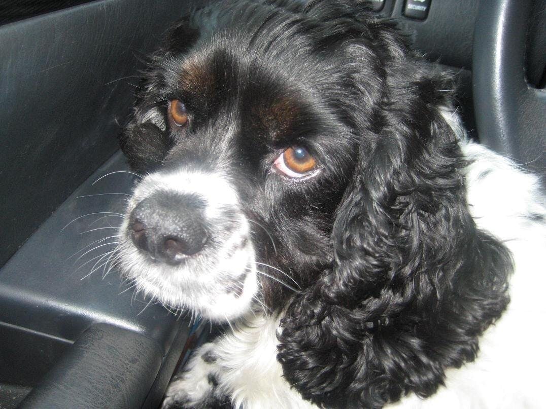 Children and animals easily overheat in cars