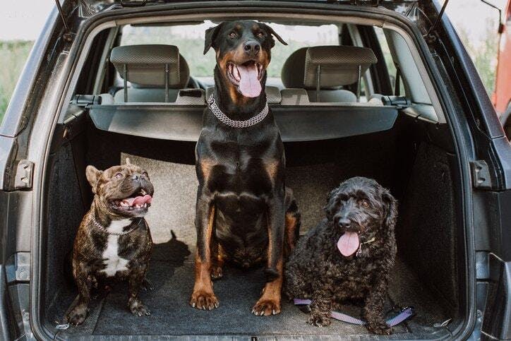 What Are the Best Cars for Dog Owners? Top 5 Picks